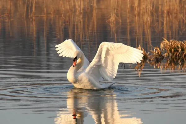 Cisne en el lago al amanecer — Foto de Stock