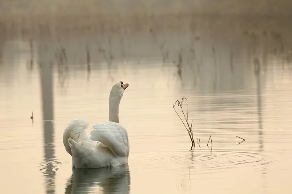 Swan på sjön i gryningen — Stockfoto