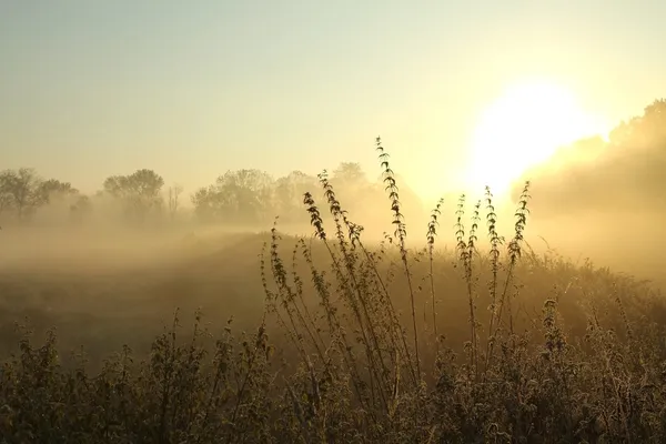 Sunrise over the meadow — Stock Photo, Image
