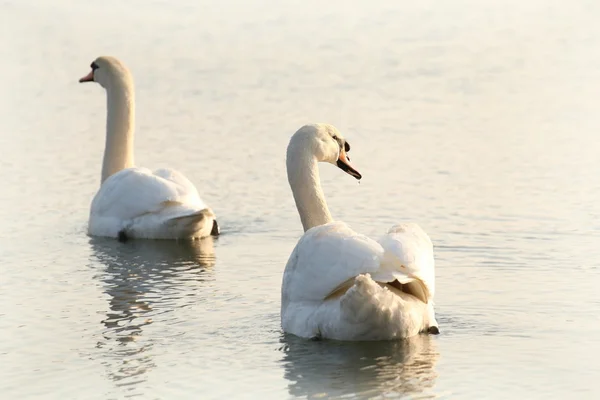 Cisnes en el lago al amanecer — Foto de Stock