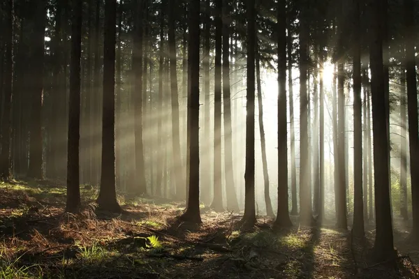 日出雾秋天的森林中 — 图库照片