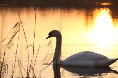 Swan at dusk clipart