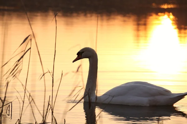 Swan i skymningen — Stockfoto