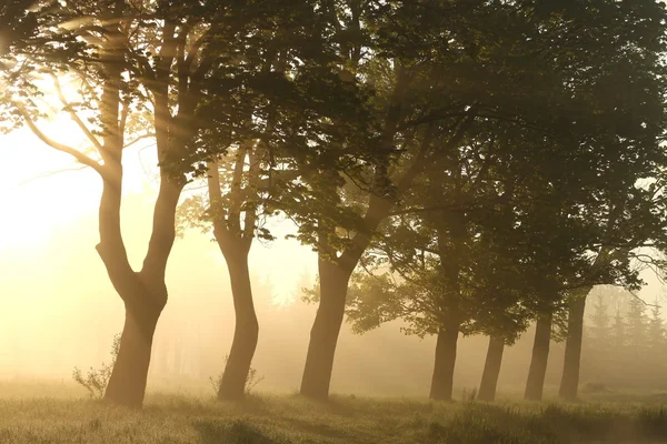 Árboles en una mañana brumosa — Foto de Stock