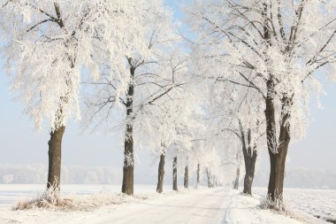 Winter lane on a sunny morning clipart