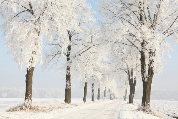 Winter lane on a sunny morning — Stock Photo, Image