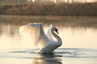 Swan on the lake at dawn clipart