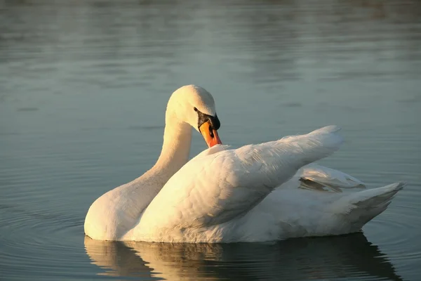 Cisne no lago ao amanhecer — Fotografia de Stock