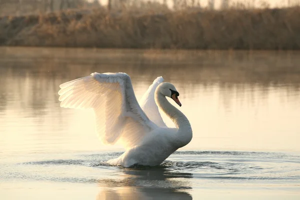 Cisne no lago ao amanhecer — Fotografia de Stock