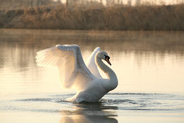 Swan on the lake at dawn