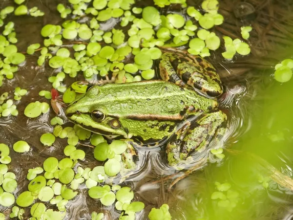 Closeup of green frog — Stock Photo, Image