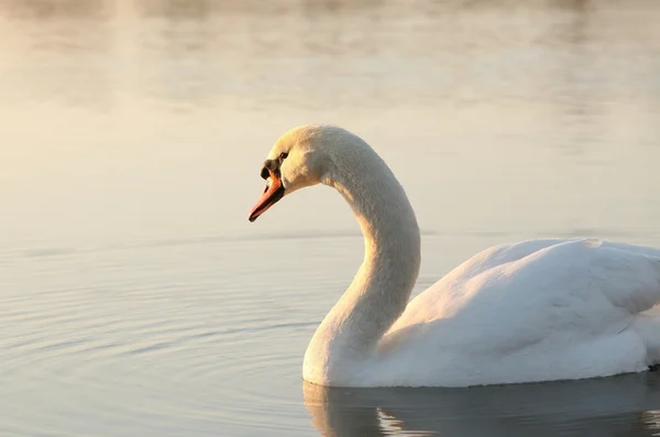 Swan i gryningen — Stockfoto