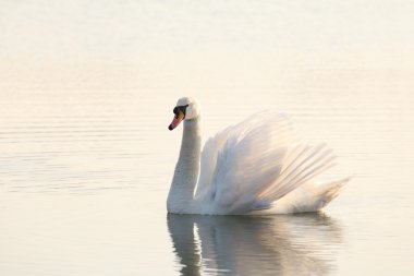 Lonely swan at dawn clipart