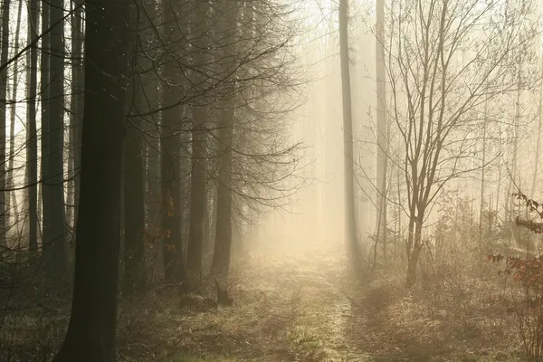 Foresta di conifere in una nebbiosa mattina di primavera — Foto Stock