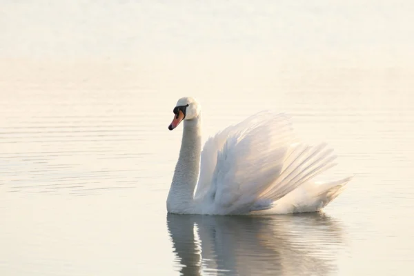 Cisne solitário ao amanhecer — Fotografia de Stock