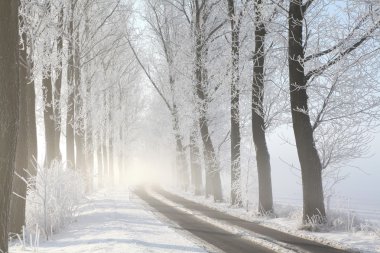 Winter lane on a foggy morning clipart