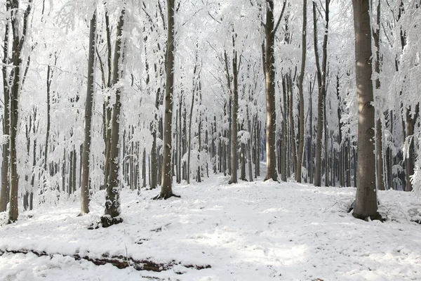 Bosque de haya de invierno en un día soleado — Foto de Stock