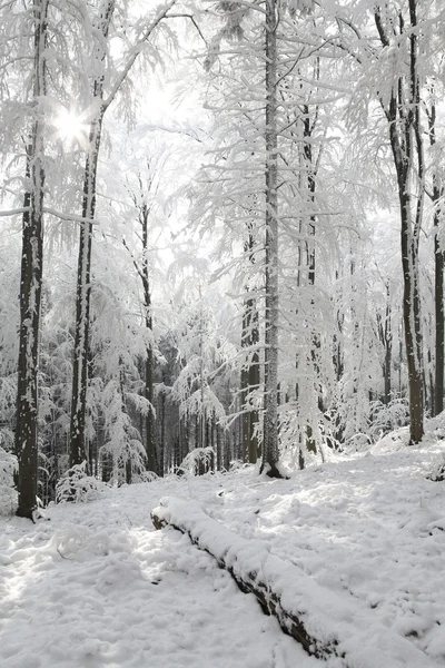 Floresta de faia de inverno em um dia ensolarado — Fotografia de Stock