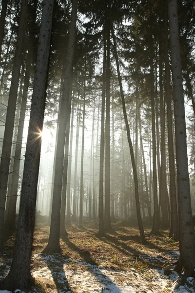 Mistige naaldhout bos bij dageraad — Stockfoto