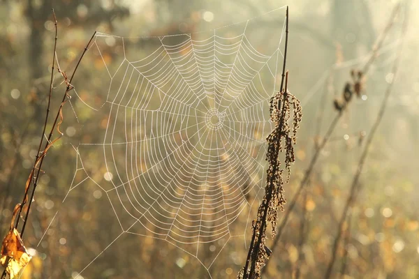 Cobweb retroilluminato dal sole del mattino — Foto Stock