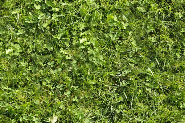 Дикая текстура травы, которая идеально петля — стоковое фото