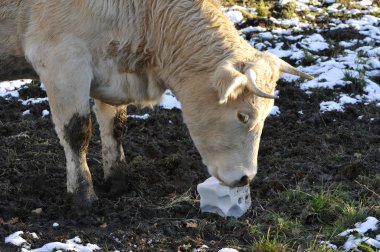 Cow that licking a block salt on the ground clipart