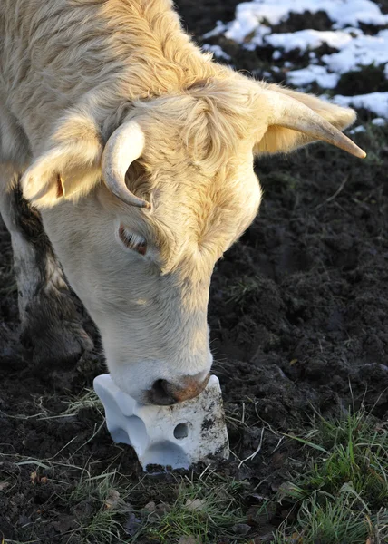 stock image Head cow that licking a block salt