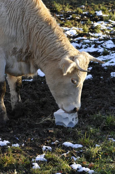 stock image Cow that licking a block salt