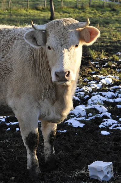 stock image White cow that looking you