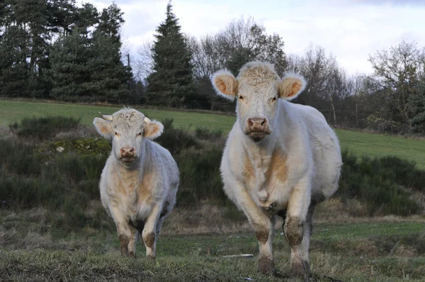 Duas vacas brancas que te olham — Fotografia de Stock