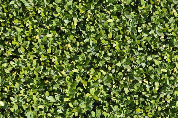 Groene bush textuur die perfect lus — Stockfoto