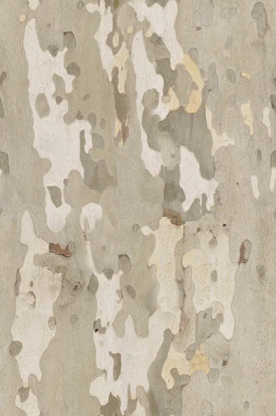 Platan Rinde Textur, die perfekt Schleife — Stockfoto