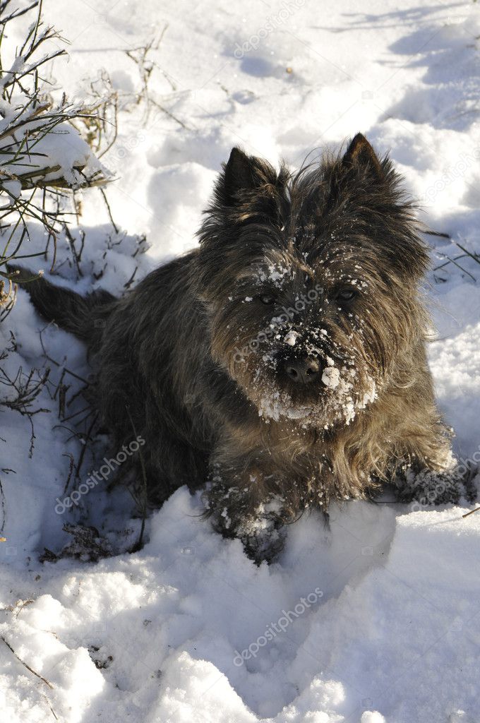 Little brown dog that digging in the snow