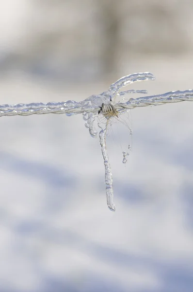 Taggtråd mycket iskallt med en liten bit av päls — Stockfoto