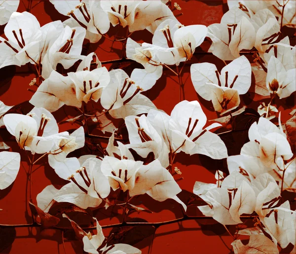 빨간 그려진된 벽에 흰색 부겐빌레아 — 스톡 사진