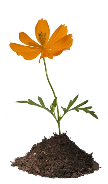 Oranžová květina v půdě, samostatný — Stock fotografie