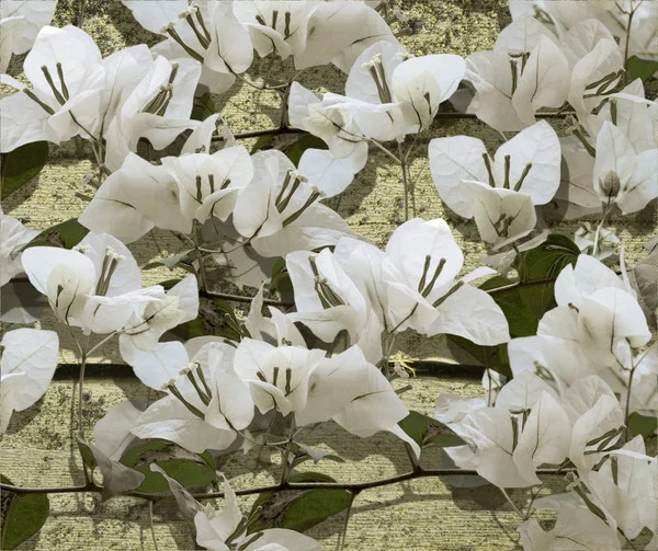 White bougainvillea on grunge cracked wood — Stock Photo, Image