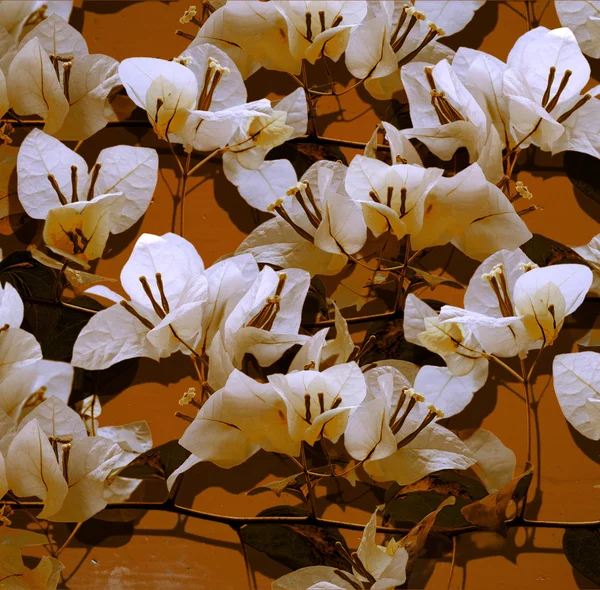 Bouganvillea bianca su parete dipinta senape — Foto Stock