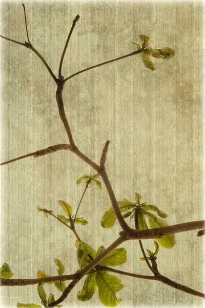 リブヴォールト キャンバスにアーモンドの木の枝 — ストック写真