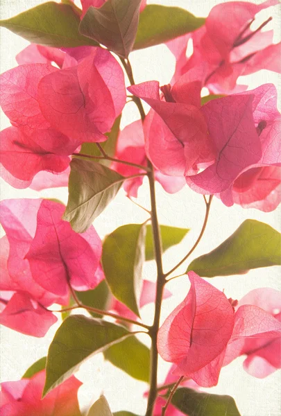 Pink bougainvillea textured art background — Stock Photo, Image