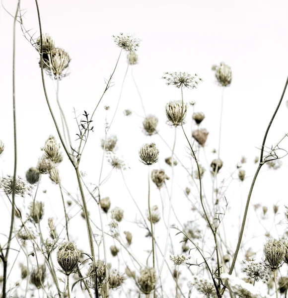 夏の草原のシルエット美術背景 — ストック写真