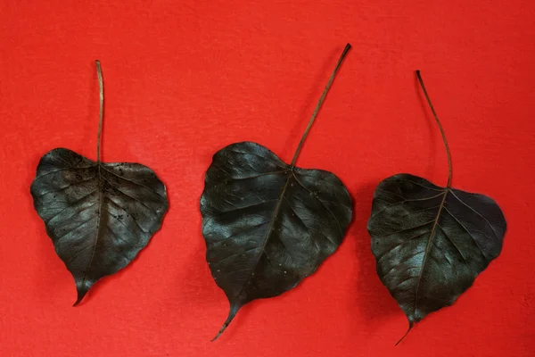 Black leaves on a red wall — Stock Photo, Image