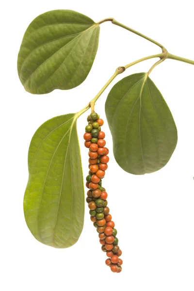 孤立的葡萄藤上的红色和绿色的胡椒浆果 — 图库照片