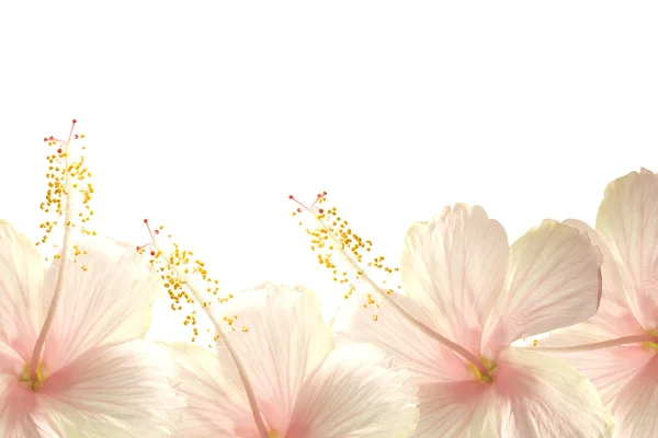 日光ピンクのハイビスカスの花の境界線の背景 — ストック写真