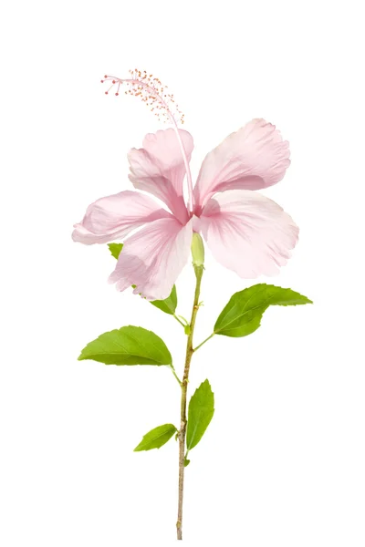Rosa hibiscus blomma med blad i solljus — Stockfoto