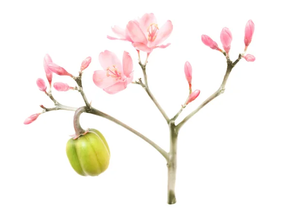 Aquarel en inkt roze voorjaar bloeien — Stockfoto