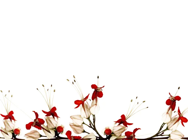 Granica kwiat czerwony, czarny i biały motyl na białym tle z clippi — Zdjęcie stockowe