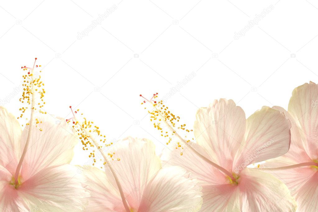 Sunlight pink hibiscus flower border background