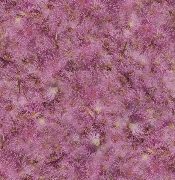 Nadýchané růžové mimózy pozadí — Stock fotografie