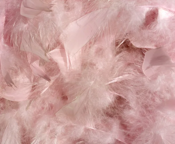 Fluffy pink feather background — Stock Photo, Image